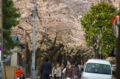 [東京][谷中霊園][花][桜]