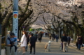 [東京][谷中霊園][花][桜]