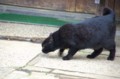 [東京][谷中霊園][猫]