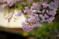 [東京][谷中霊園][花][桜]