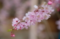 [東京][谷中霊園][花][桜]