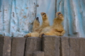 [上野][上野動物公園]