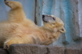 [上野][上野動物公園]