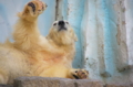 [上野][上野動物公園]