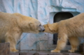 [上野][上野動物公園]