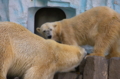 [上野][上野動物公園]