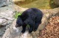 [上野][上野動物公園]