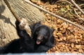 [上野][上野動物公園]