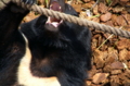 [上野][上野動物公園]