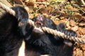 [上野][上野動物公園]