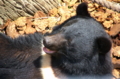 [上野][上野動物公園]