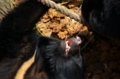 [上野][上野動物公園]