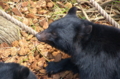 [上野][上野動物公園]