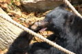 [上野][上野動物公園]