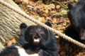 [上野][上野動物公園]