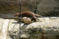 [上野][上野動物公園]