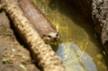 [上野][上野動物公園]