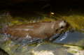 [上野][上野動物公園]