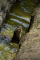 [上野][上野動物公園]