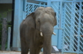 [上野][上野動物公園]