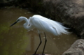 [上野][上野動物公園][鳥]