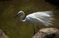 [上野][上野動物公園][鳥]