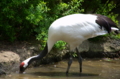 [上野][上野動物公園][鳥]