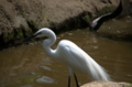 [上野][上野動物公園][鳥]