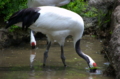 [上野][上野動物公園][鳥]