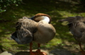 [上野][上野動物公園][鳥]