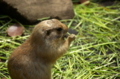 [上野][上野動物公園]