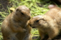 [上野][上野動物公園]