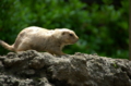 [上野][上野動物公園]