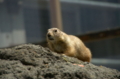 [上野][上野動物公園]