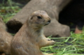 [上野][上野動物公園]