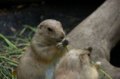 [上野][上野動物公園]