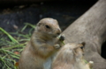 [上野][上野動物公園]