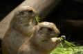 [上野][上野動物公園]