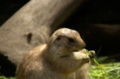 [上野][上野動物公園]