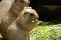 [上野][上野動物公園]