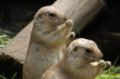 [上野][上野動物公園]