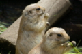 [上野][上野動物公園]