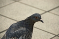 [上野][上野動物公園][鳥]