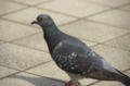 [上野][上野動物公園][鳥]