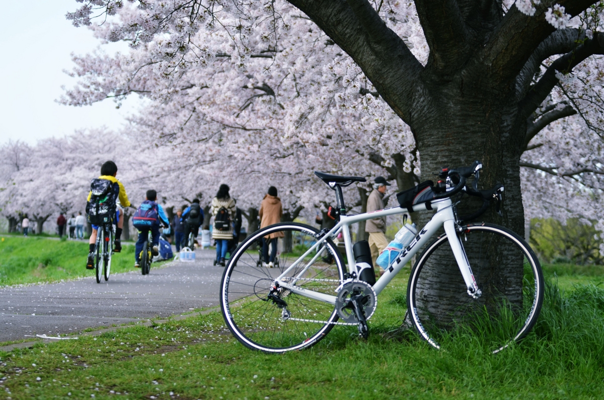 桜とEmonda SL5