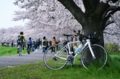 [自転車]桜とEmonda SL5