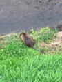 [動物]新安川のヌートリア