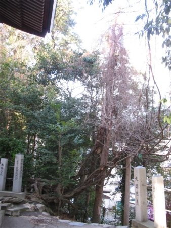 f:id:kanototori:20090319201245j:image f:id:kanototori:20090319201245j:image