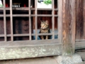 [動物]荒胡子神社