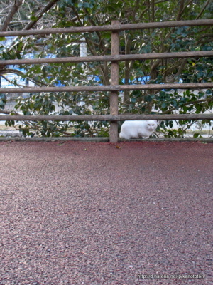 f:id:kanototori:20150117005108j:image